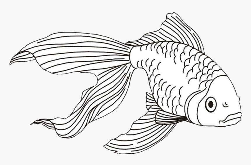 Gold Fish Png -goldfish Clipart Beta Fish - Fish Coloring Pages,  Transparent Png , Transparent Png Image - PNGitem