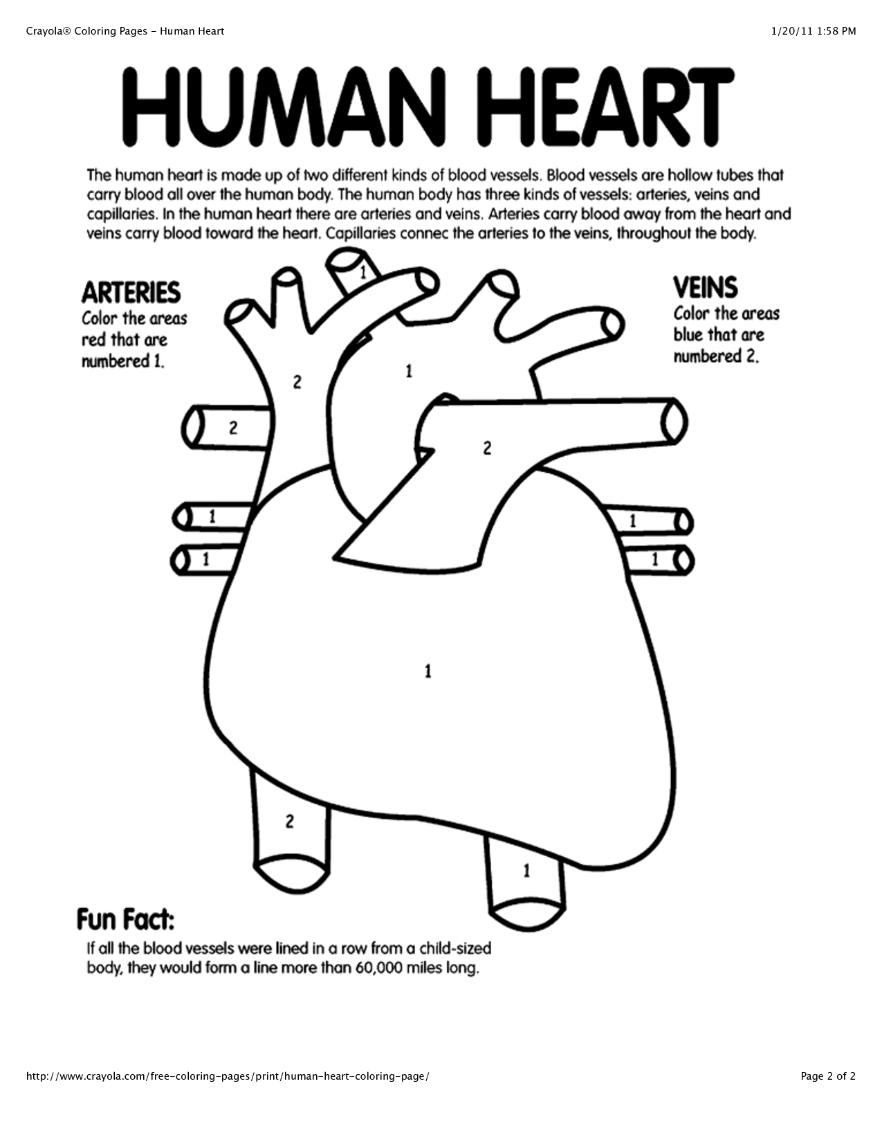 Human Heart Color Page - High Quality Coloring Pages