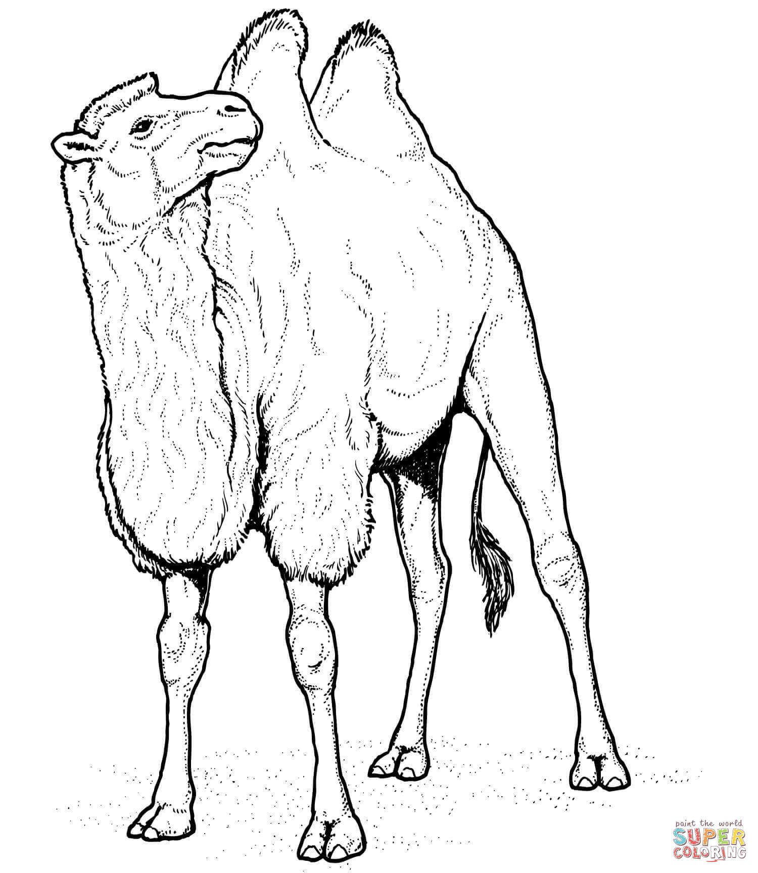 Camels coloring pages | Free Coloring Pages