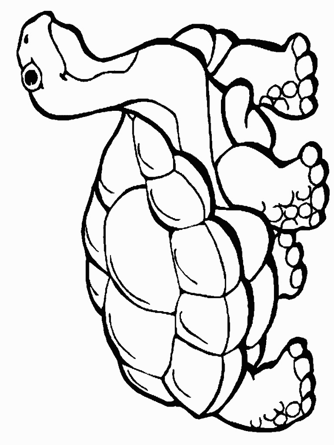 Desert Tortoise coloring page - Animals Town - animals color sheet