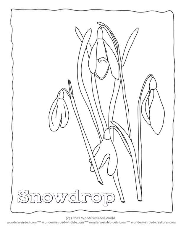 Snowdrop Flowers to Color, Snowdrop Pictures from our Flower