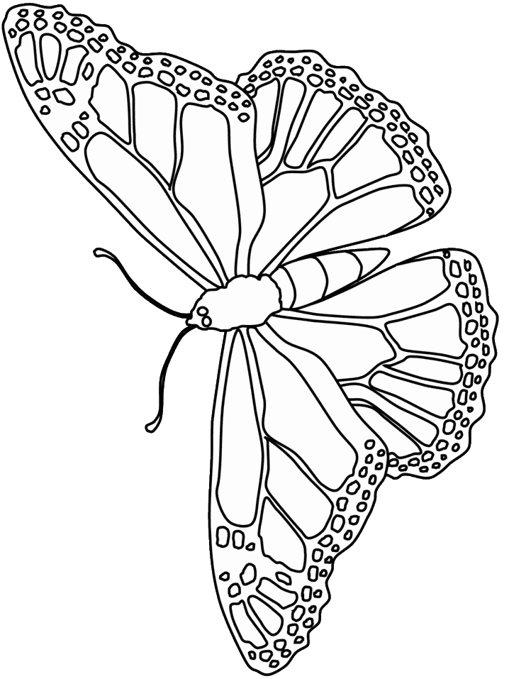 Butterfly Coloring Pages 91 260168 High Definition Wallpapers
