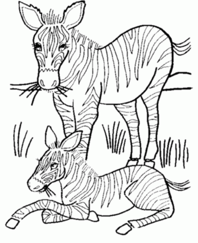 Zebra coloring pages to print | Printable Coloring Pages