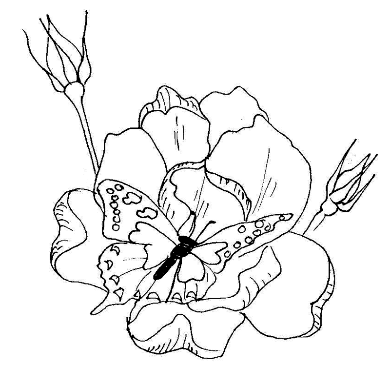 FREE Butterfly Coloring Pages: Butterfly on Roses