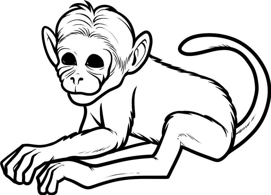 Baby Monkey Coloring Pages (19 Pictures) - Colorine.net | 7038