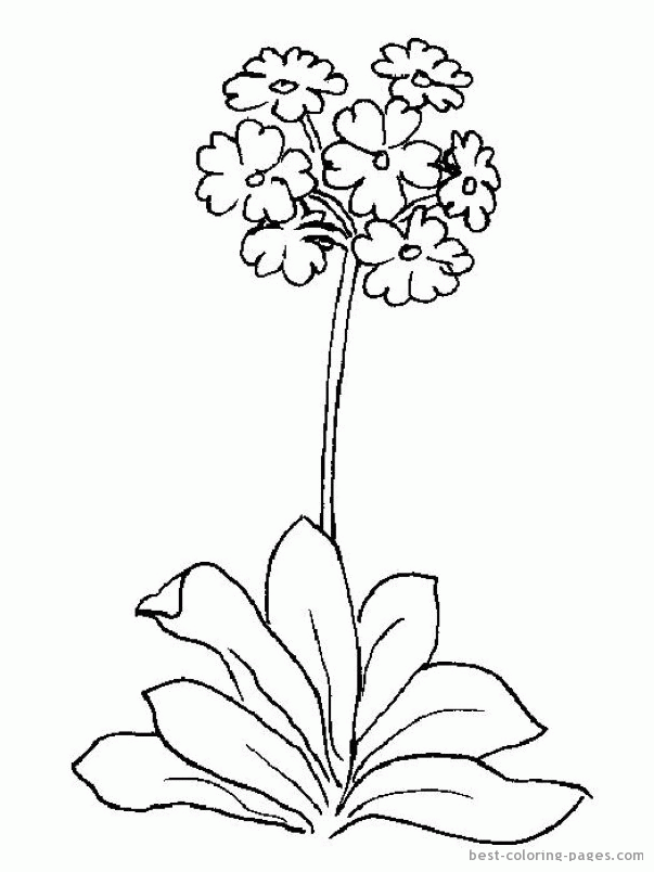 Spring flowers | Best Coloring Pages - Free coloring pages to
