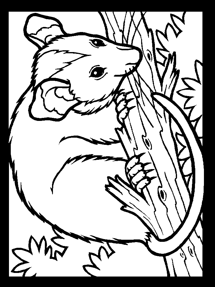 Printable Color Possum Animals Coloring Page | Coloring Pages 4 Free