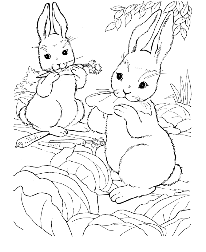 farm animal coloring pages wild bunny rabbit page and kids