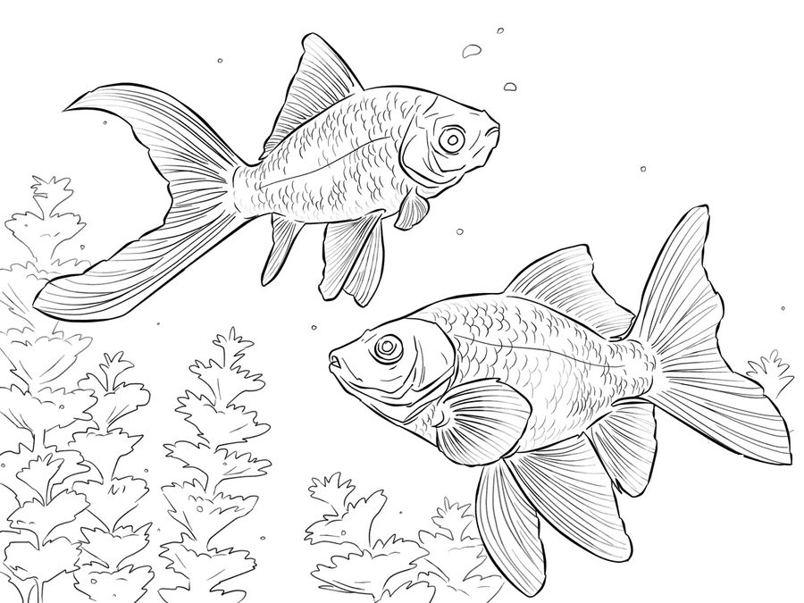 Coloring pages: Coloring pages: Goldfish, printable for kids & adults, free