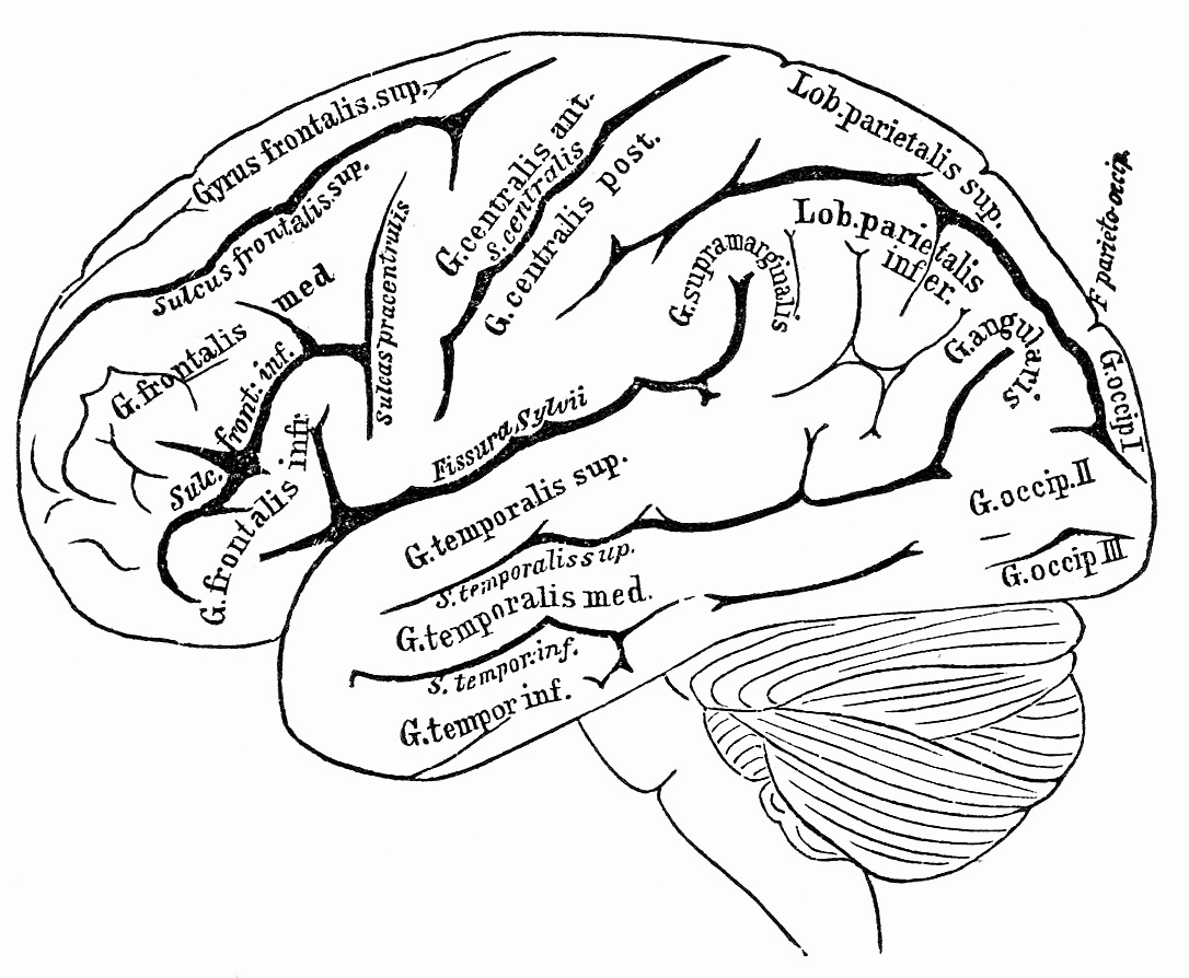 Brain Human Body Coloring Pages - Coloring Pages For All Ages