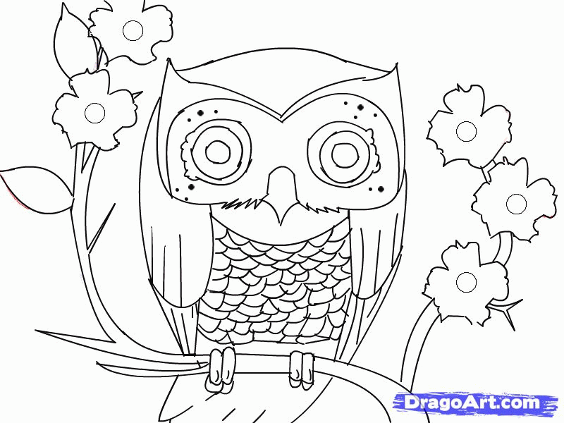 How to Draw an Owl, Step by Step, Birds, Animals, FREE Online
