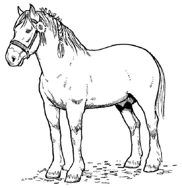 Horse Coloring Page of Draft Horse