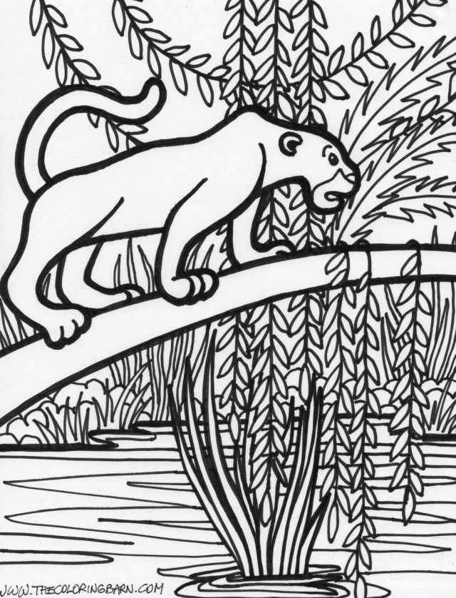 Baby Jungle Animals Coloring Pages Coloring Pages Of Baby Jungle