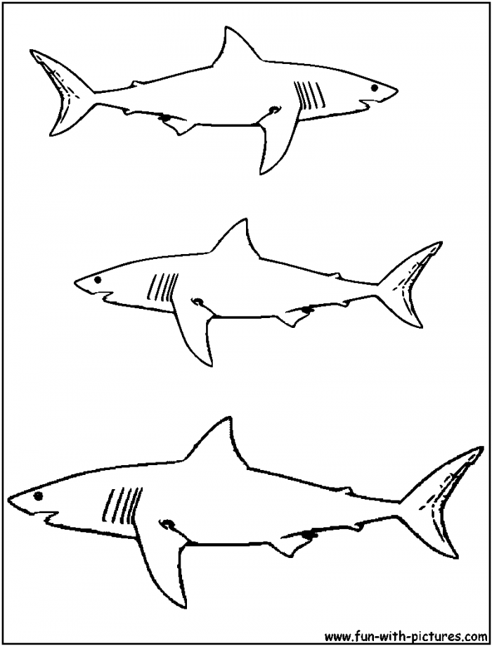 Great White Shark Coloring Pages To Print | 99coloring.com