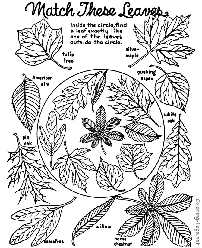 Autumn coloring page - Match the leaves | HEALTH CONCERN- Alzheimers …
