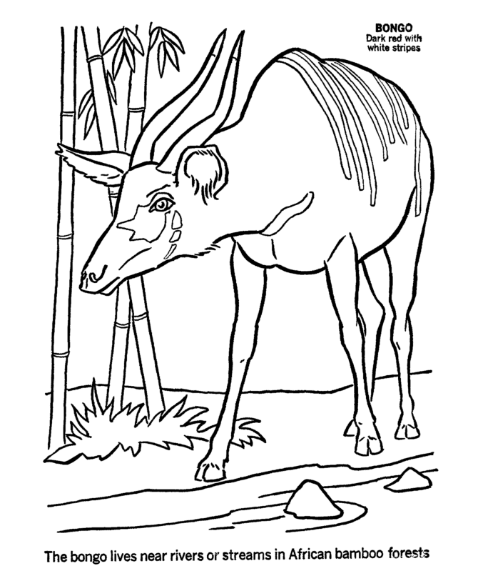 Bongo Coloring Pages | Bongo Coloring Page and Kids Activity sheet