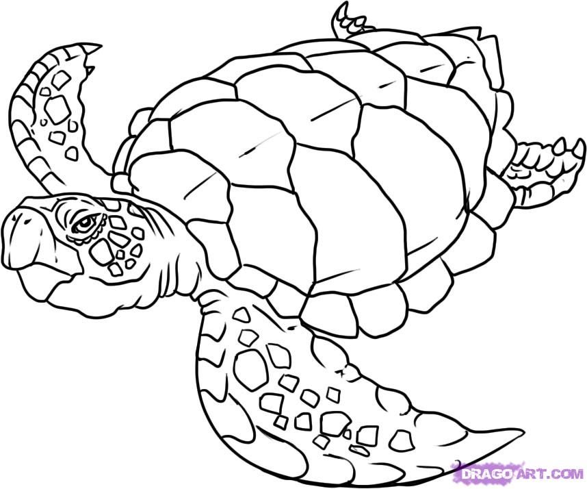 coloring pages of sea turtles : Printable Coloring Sheet ~ Anbu