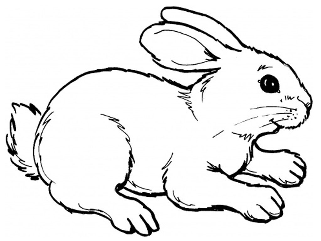 Jpeg Realistic Rabbit Coloring Pages Printable - Colorine.net | #27224