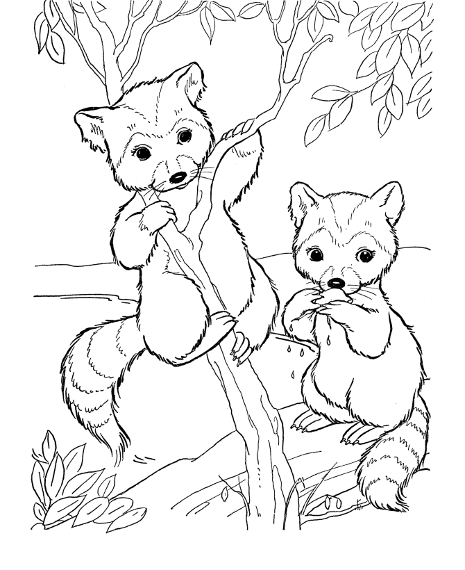 Baby Animals Coloring Pages | 146 Pins