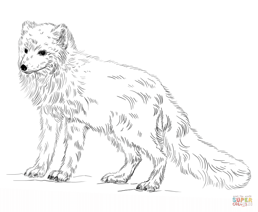 Arctic Fox coloring page | Free Printable Coloring Pages