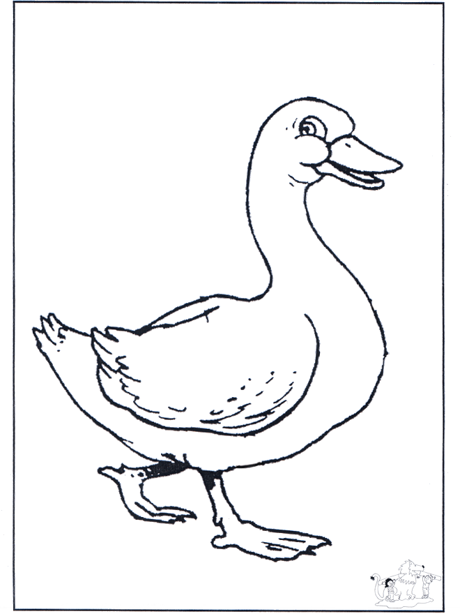 Baby goose - Animals