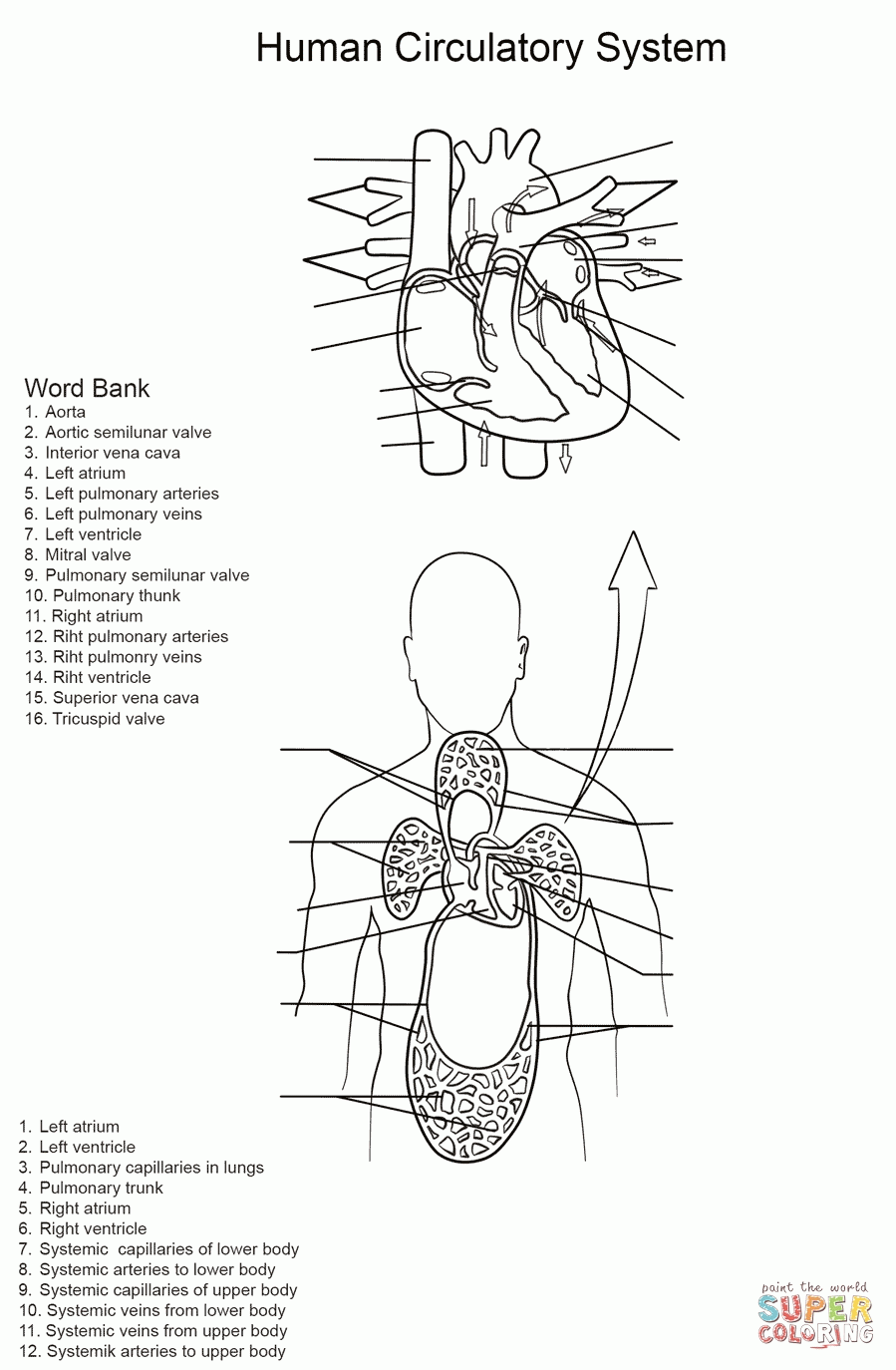 Circulatory System Worksheets For Kids - Human Anatomy Diagram
