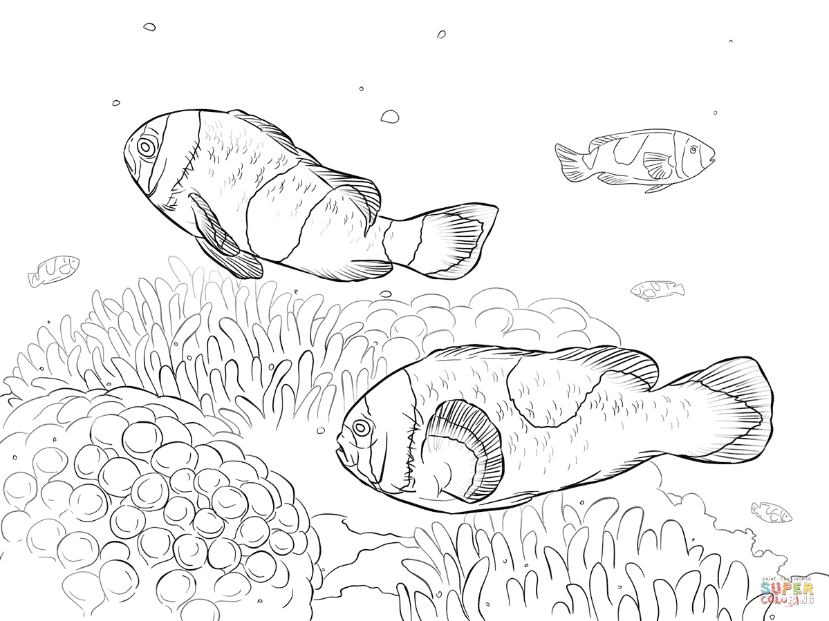 Clownfish coloring pages | Free Coloring Pages