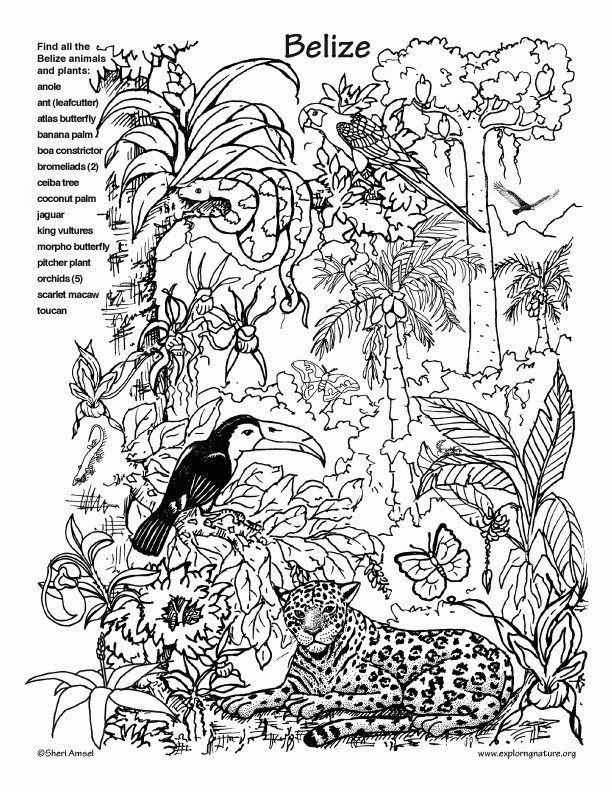 12 Pics of Rainforest Coloring Pages For Kids - Rainforest Animals ...