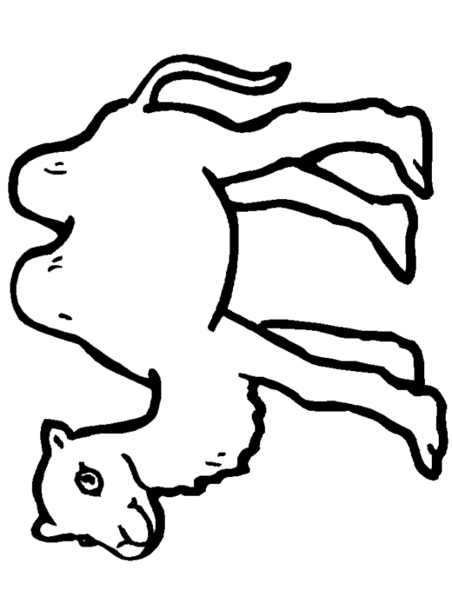 Camel coloring page - Animals Town - Animal color sheets Camel picture