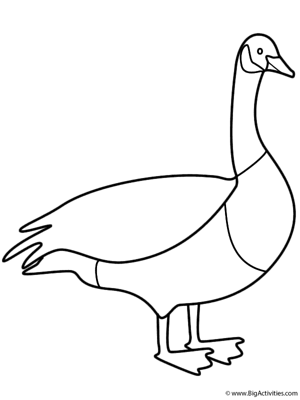 Canada Goose - Coloring Page (Birds)