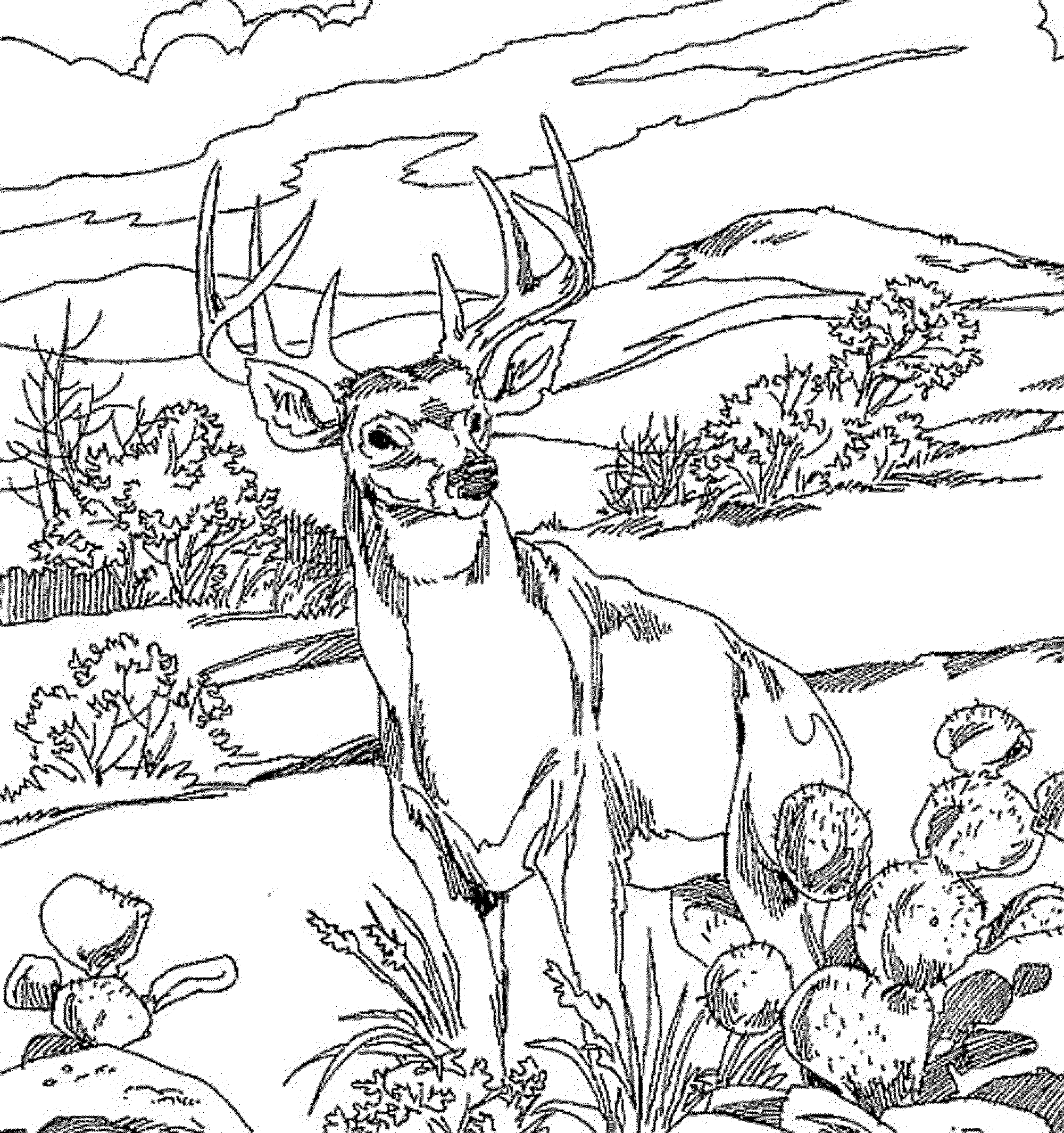 coloring pages animals deer - Printable Kids Colouring Pages