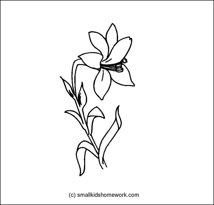 Lily - Outline and Coloring Picture with Facts