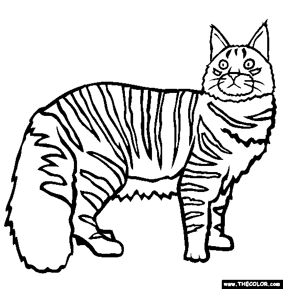 Maine Coon Cat Coloring Pages