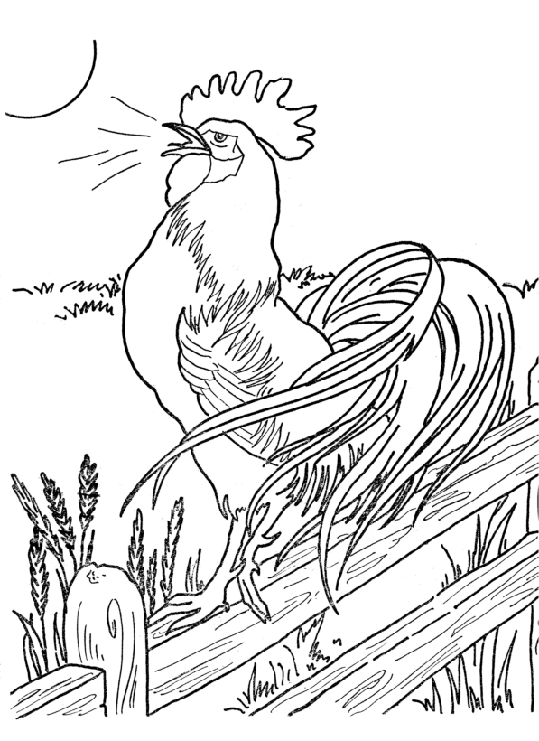 Farm Animal Coloring Pages | Morning Roster at the crack of dawn ...