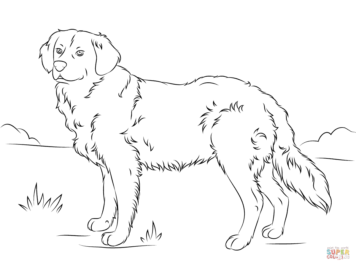 Golden Retriever coloring page | Free Printable Coloring Pages
