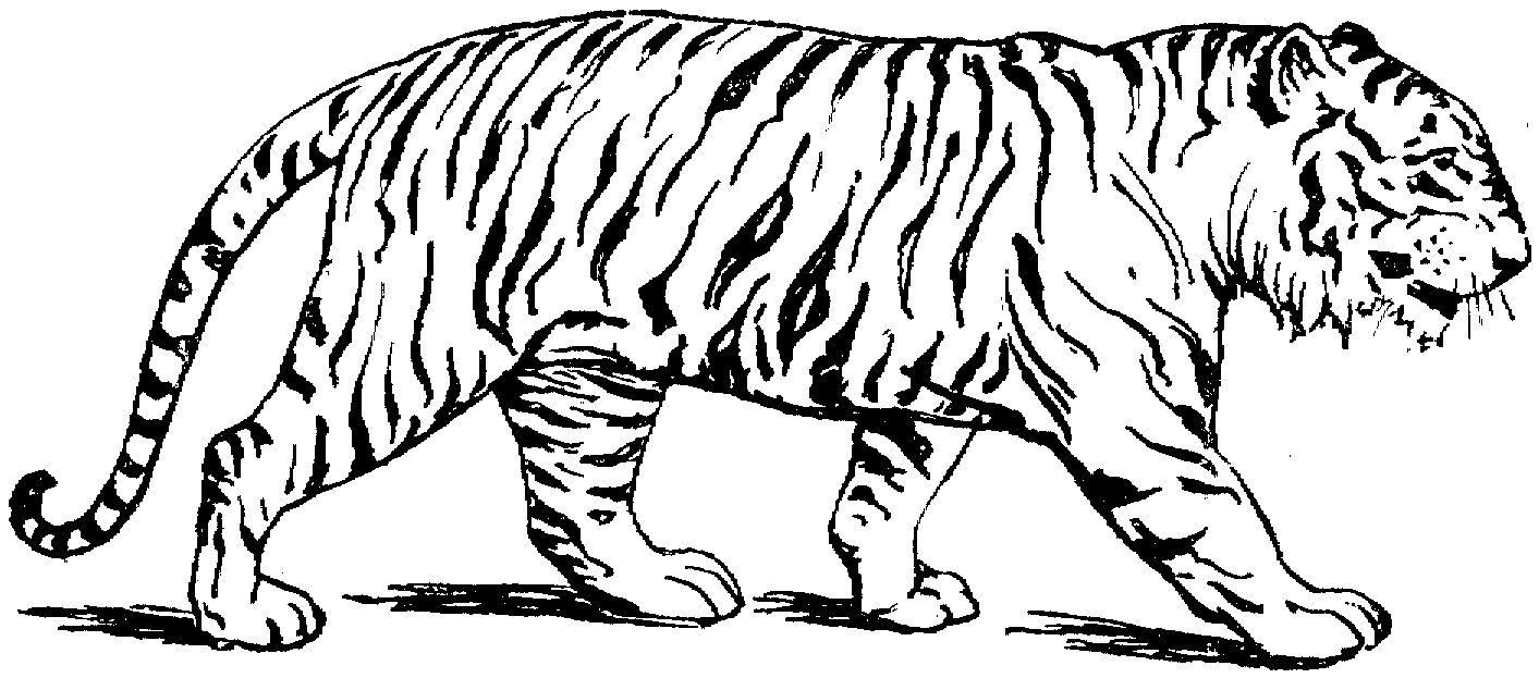 Tiger Coloring Page Template - Coloring Page Photos