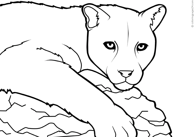 Pumas 2 | Coloring Pages 24