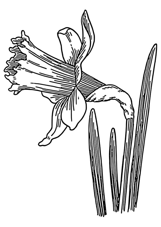 Coloring Page wild daffodil - free printable coloring pages