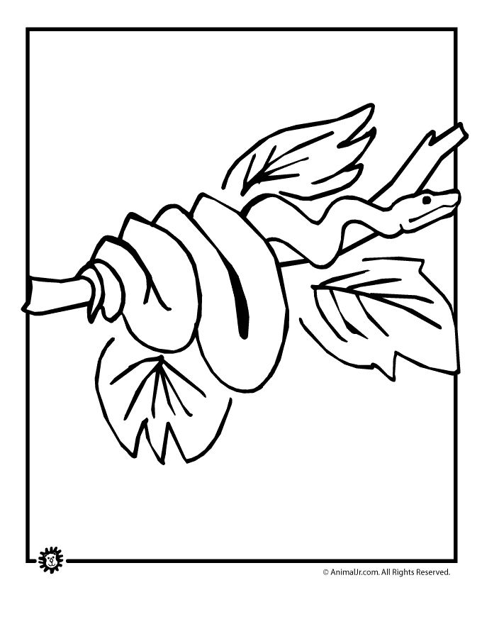 Rainforest Animal Coloring Pages | Animal Jr.