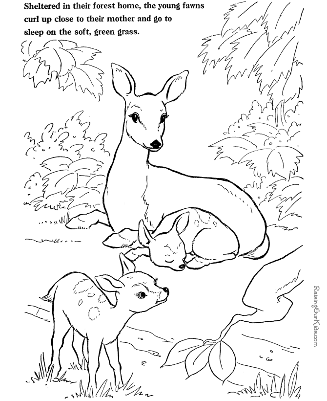 Farm Animal Coloring Sheet - Deer Picture 024