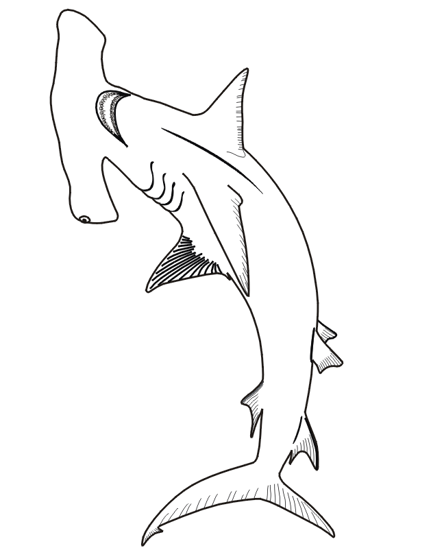 Hammerhead Shark Coloring Pages To Print | Animal Coloring pages