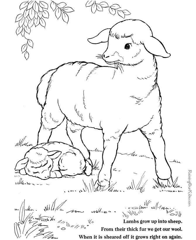 Farm Animal Coloring Pages Kids