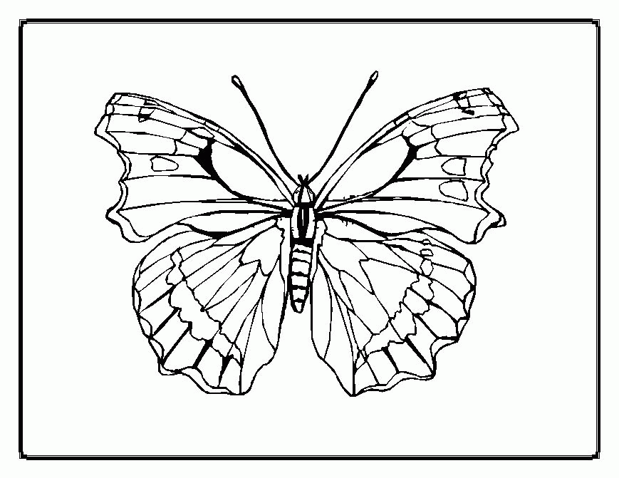 Free Coloring Pages Butterflies 145 | Free Printable Coloring Pages