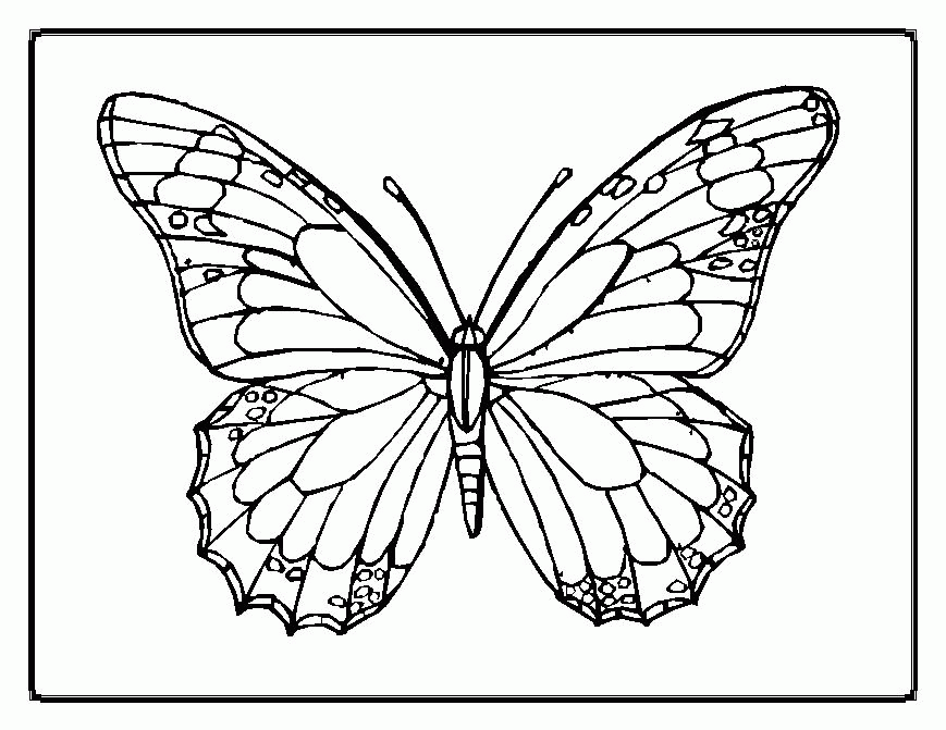 coloring pages of butterflies – 869×671 High Definition Wallpaper
