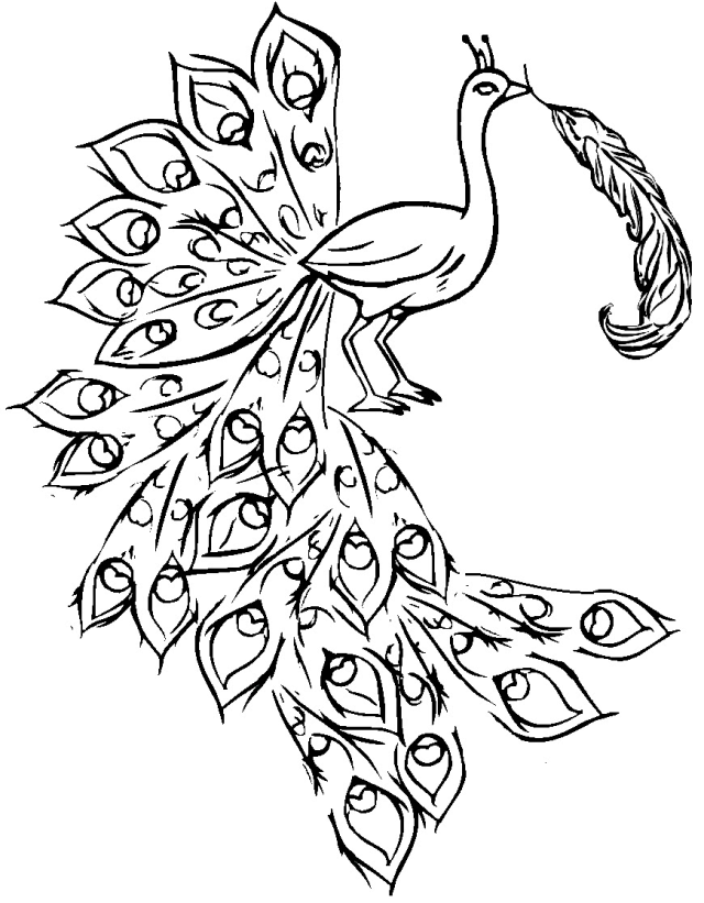 Peacock Coloring Page Coloring Pages Amp Pictures IMAGIXS 251671