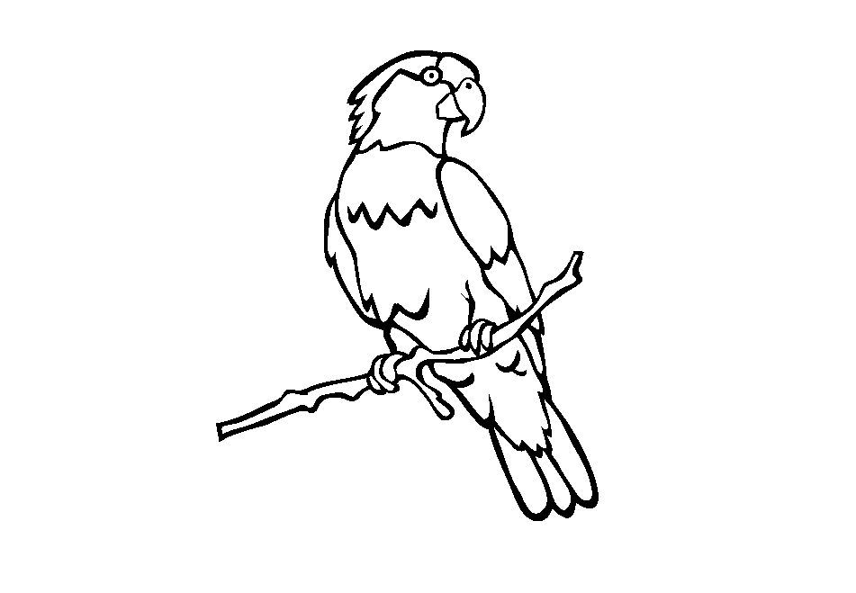 Colour Drawing Free Wallpaper: Parrot Coloring Drawing Free wallpaper