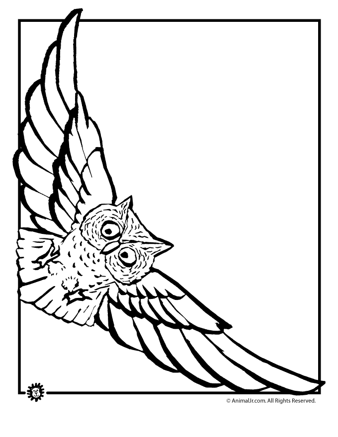 Flying Owl Line Drawing | Clipart Panda - Free Clipart Images
