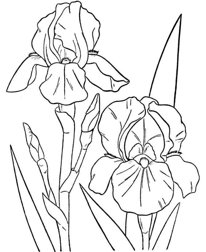 detailed coloring pages for adults – 800×1000 High Definition