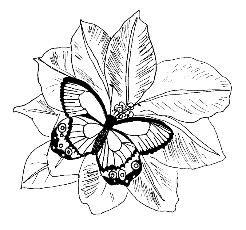 FREE Butterfly Coloring Pages: Fritillary Butterfly
