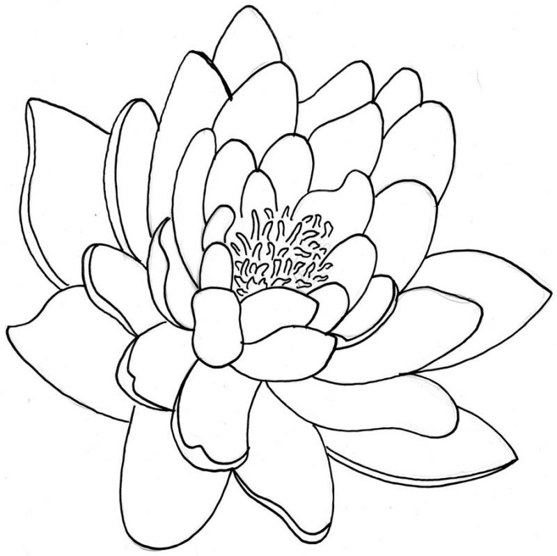 Outlines of chrysanthemum
